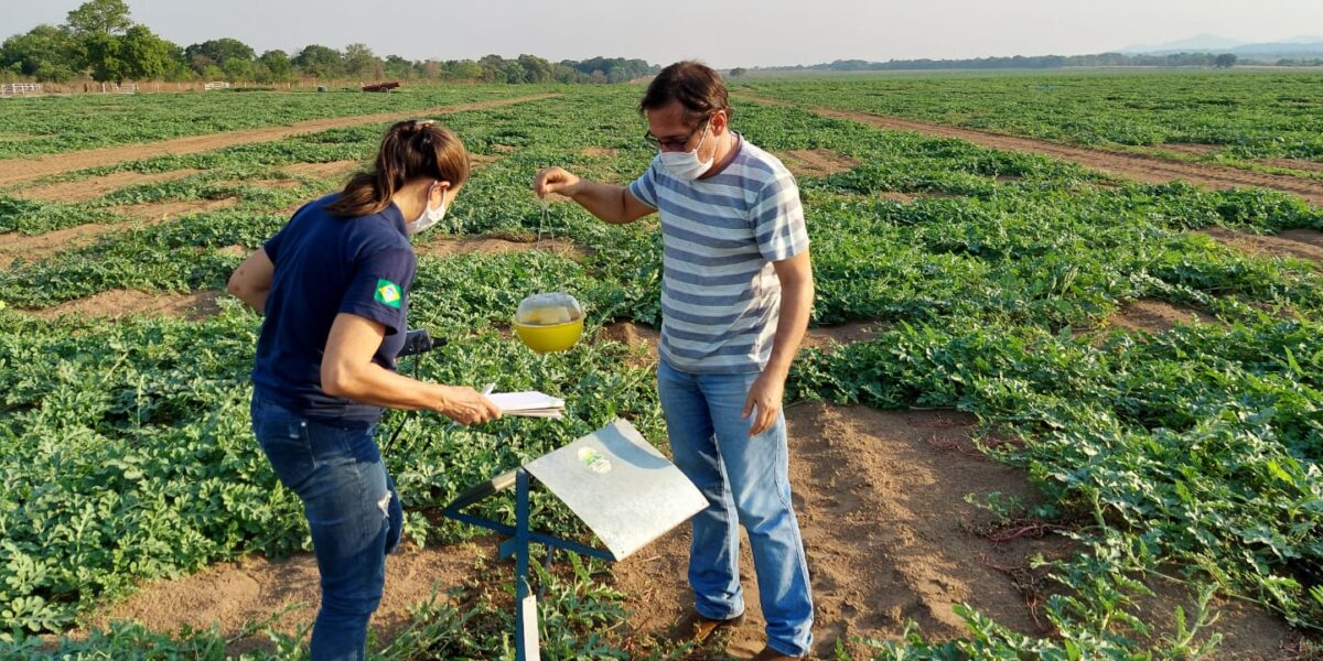 Agrodefesa realiza supervisão em propriedade de melancia, visando o reconhecimento do município de Porangatu para exportação de frutos