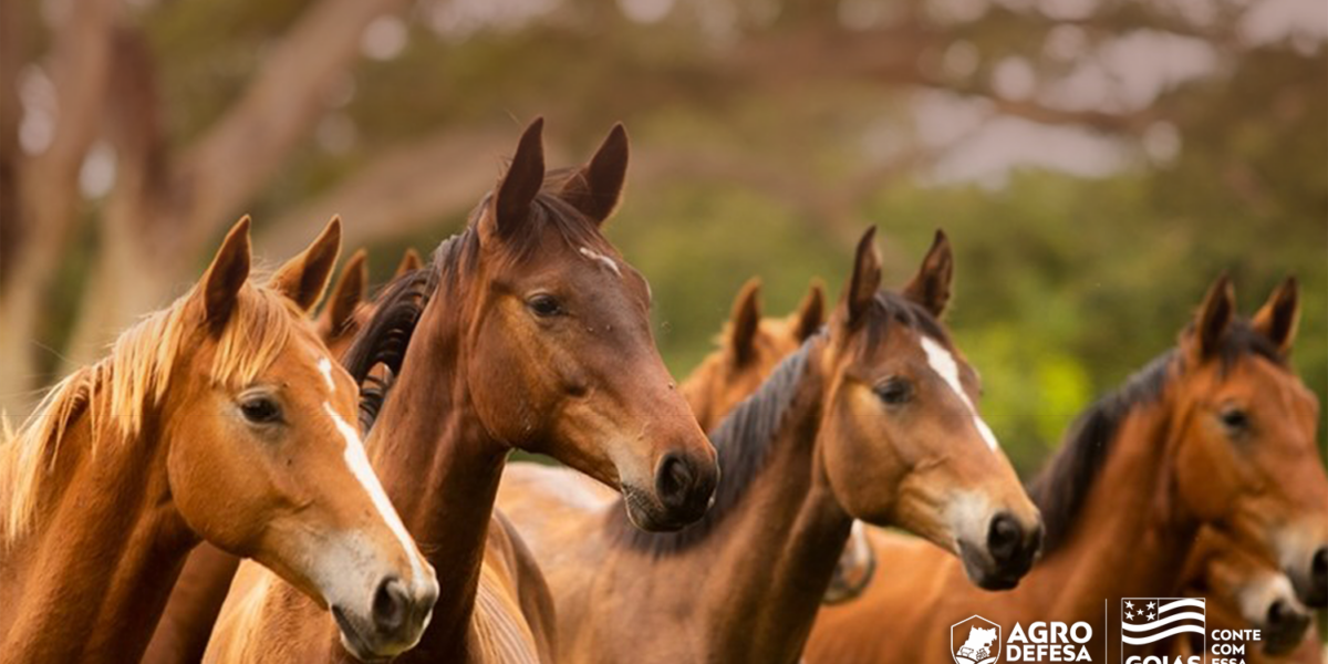 Governo de Goiás lança Passaporte Equestre, conjunto de   medidas que reduz custos e facilita transporte de animais