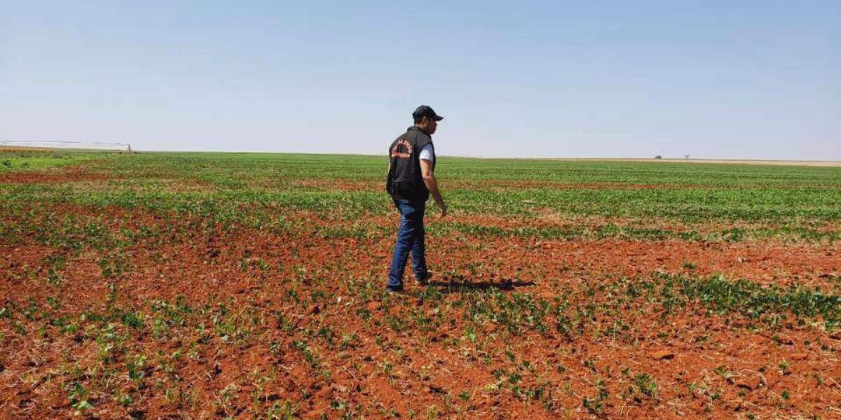 Agrodefesa intensifica ações para garantir o cumprimento do vazio sanitário da soja