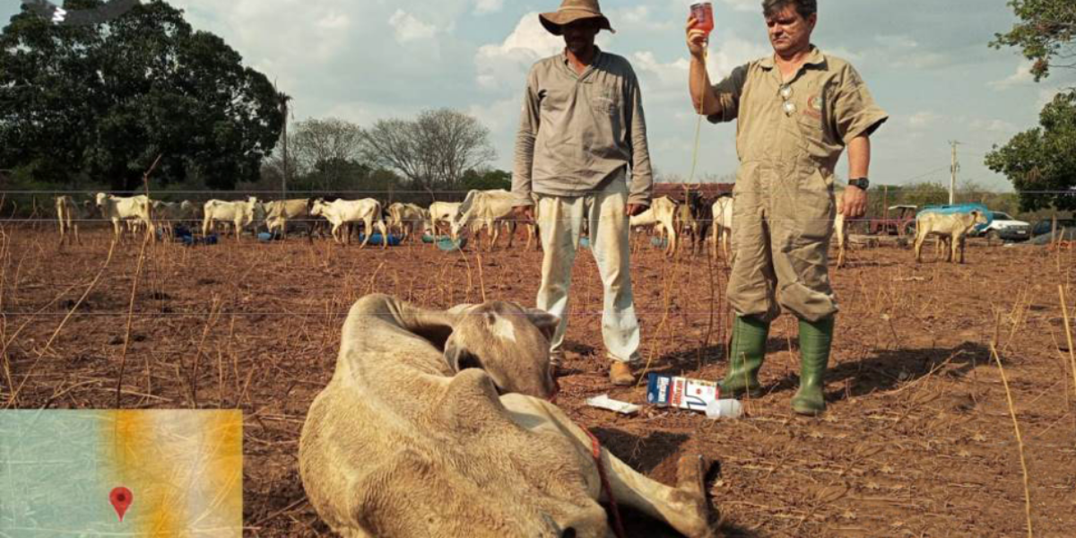 Caso dos animais abandonados em fazenda do Nordeste goiano evolui para a solução
