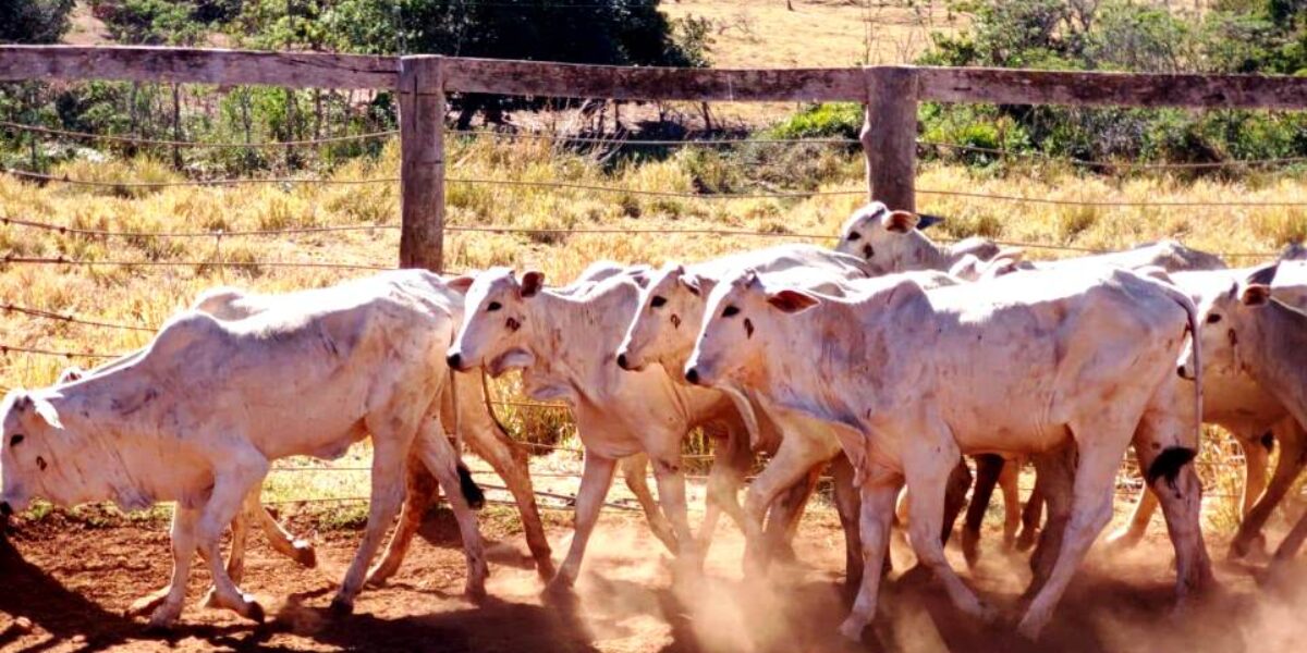 Agrodefesa alerta pecuaristas para vacinação de bezerras contra a brucelose