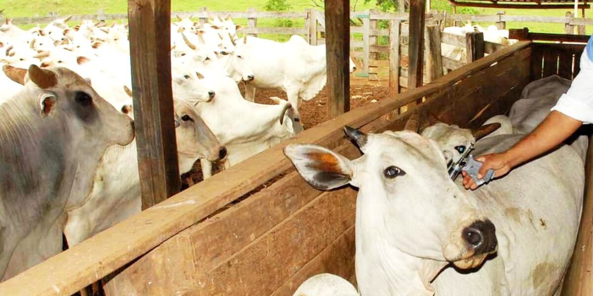 Campanha de vacinação contra aftosa e raiva entra na reta final