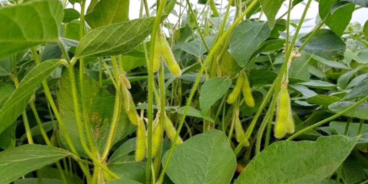 Agrodefesa alerta para o prazo final de semeadura da soja em Goiás