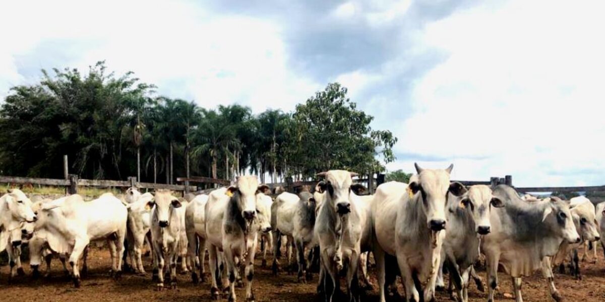 Goiás detém o 3º maior rebanho bovino rastreado para exportações à União Europeia