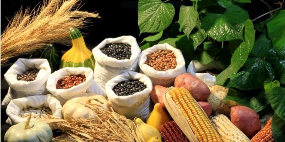 Agrodefesa alerta para novas normas do Ministério da Agricultura sobre produção, comércio e uso de sementes