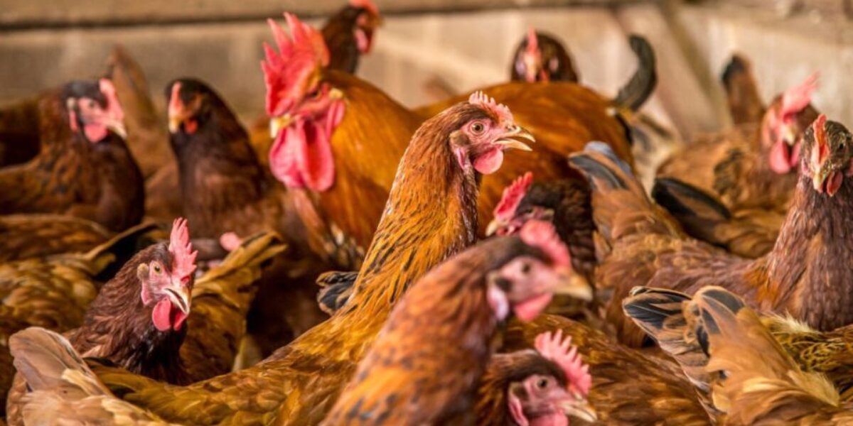Governo de Goiás adota novas medidas sanitárias para prevenção da gripe aviária