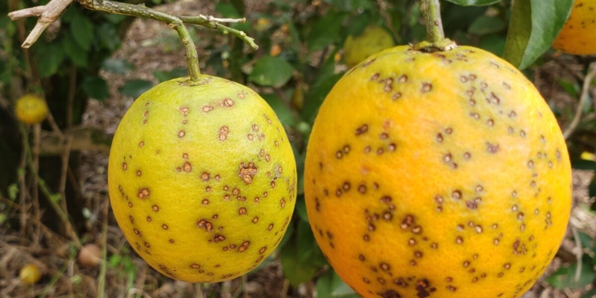 Normativa da Agrodefesa atualiza relação de municípios com ocorrência da pinta preta dos citros
