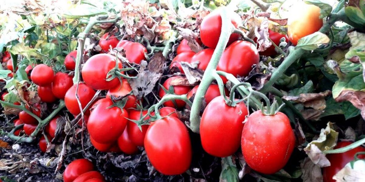 Agrodefesa alerta produtores para cuidados técnicos e cadastro de áreas plantadas de tomate