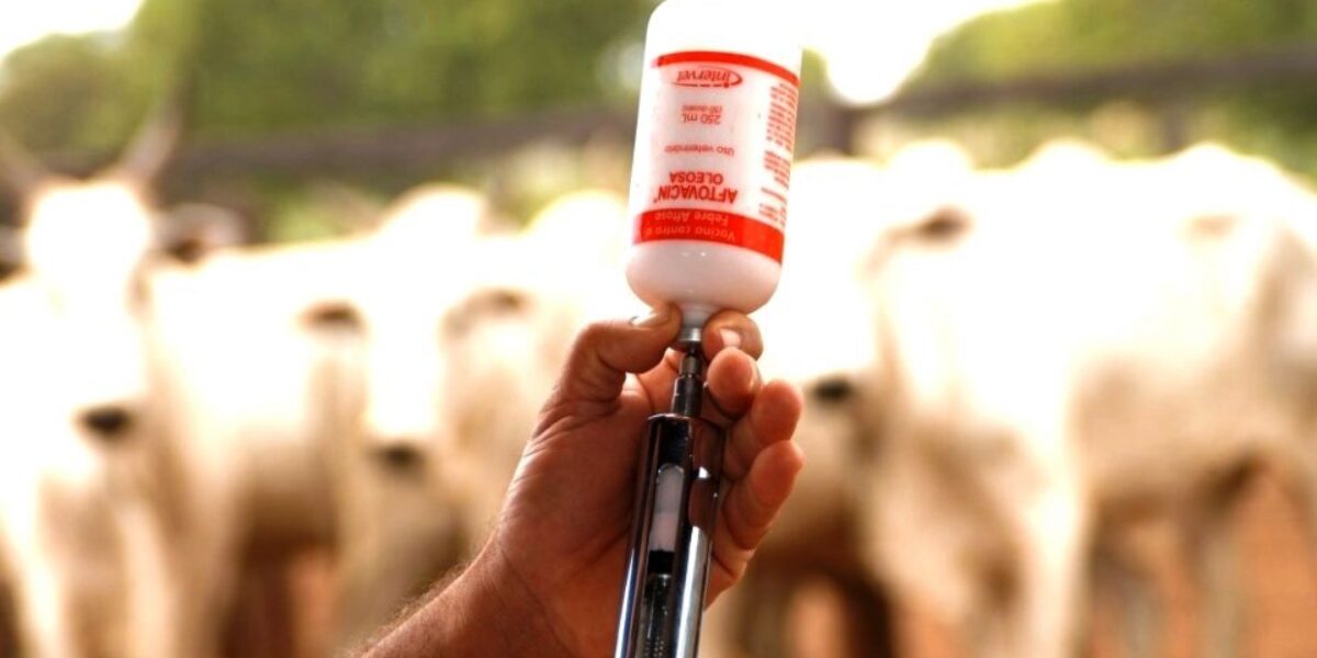 Ministério da Agricultura proíbe armazenamento, venda e uso de vacina contra aftosa em Goiás e outros estados