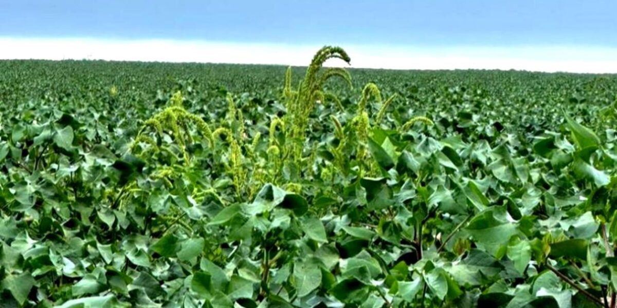 Agrodefesa intensifica trabalho para evitar introdução da praga Amaranthus palmeri em Goiás