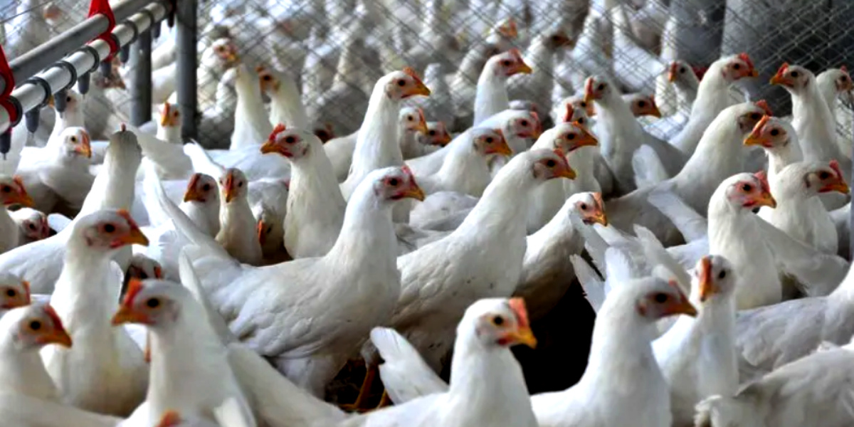 Governo de Goiás anuncia medidas de prevenção mais rigorosas contra a gripe aviária