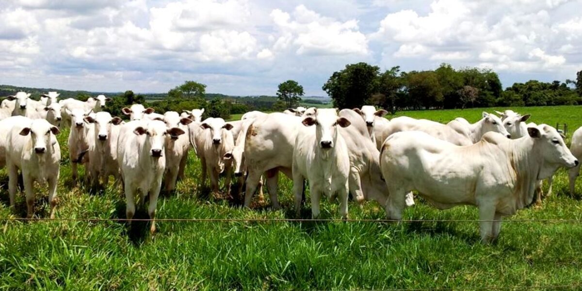 Termina dia 31 o prazo para vacinação contra a raiva em 119 municípios de alto risco