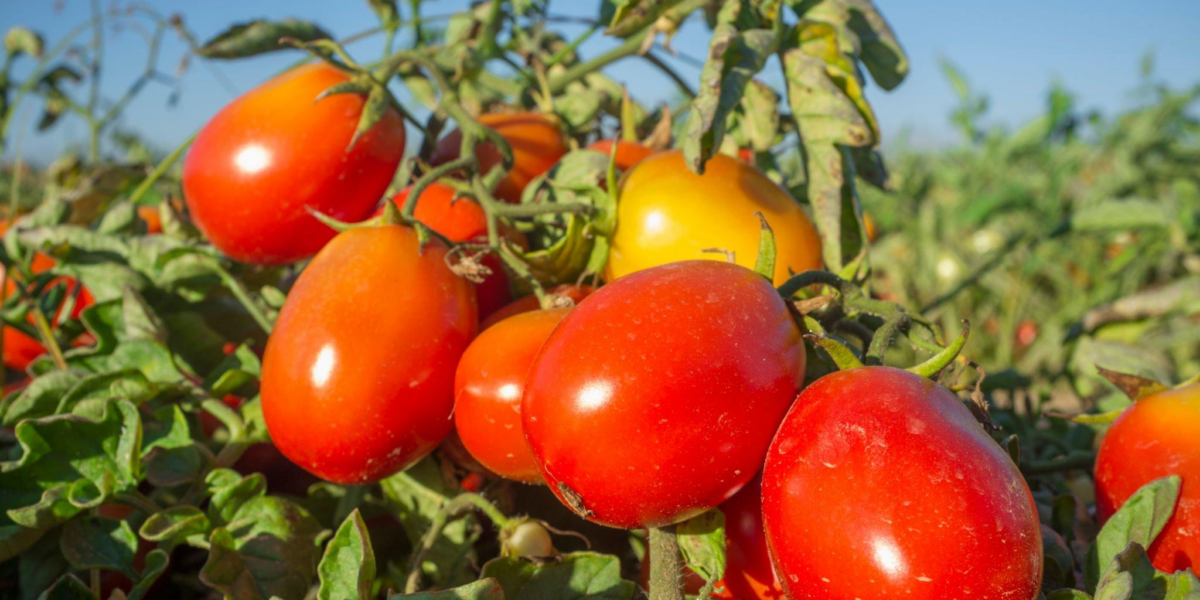 Para controlar a mosca branca, Goiás encerra o período de transplantio de mudas de tomate rasteiro