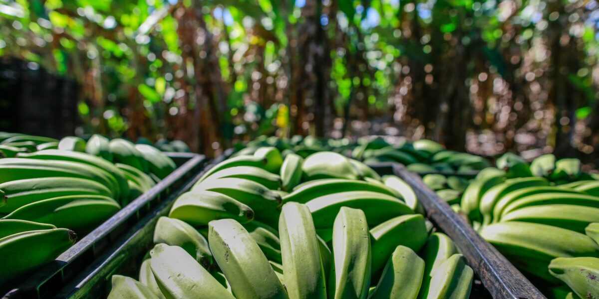 Agrodefesa orienta sobre medidas fitossanitárias da cultura da banana em Goiás