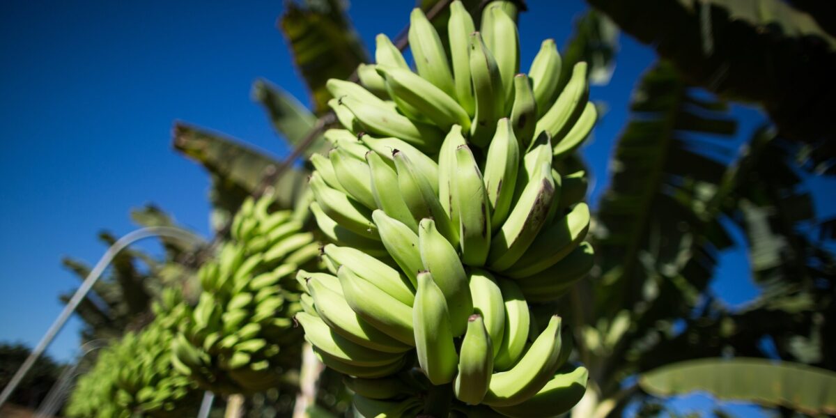 Inscrições abertas para evento que vai discutir os desafios da bananicultura em Goiás