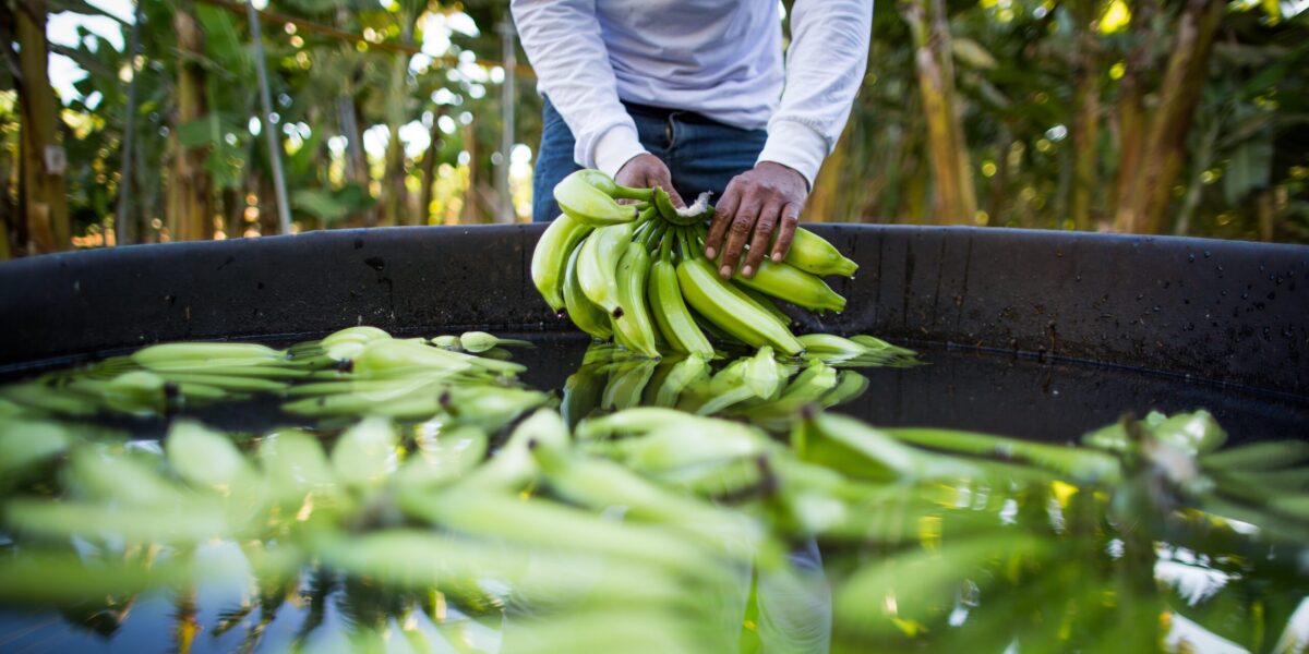 Em Anápolis, produtores rurais e demais públicos vão discutir os desafios da bananicultura em Goiás