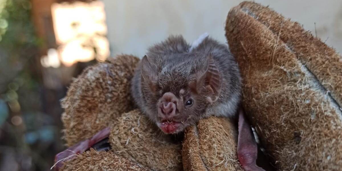 Agrodefesa intensifica captura e controle de morcegos para evitar a raiva em herbívoros em Goiás