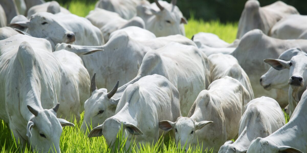 Defesa agropecuária contribui para crescimento de abates de bovinos e aves em Goiás