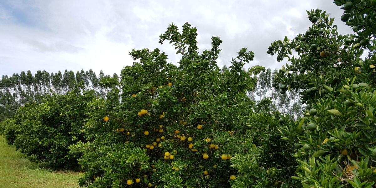 Agrodefesa realiza levantamento fitossanitário para prevenção de pragas e doenças em áreas de citros em Goiás