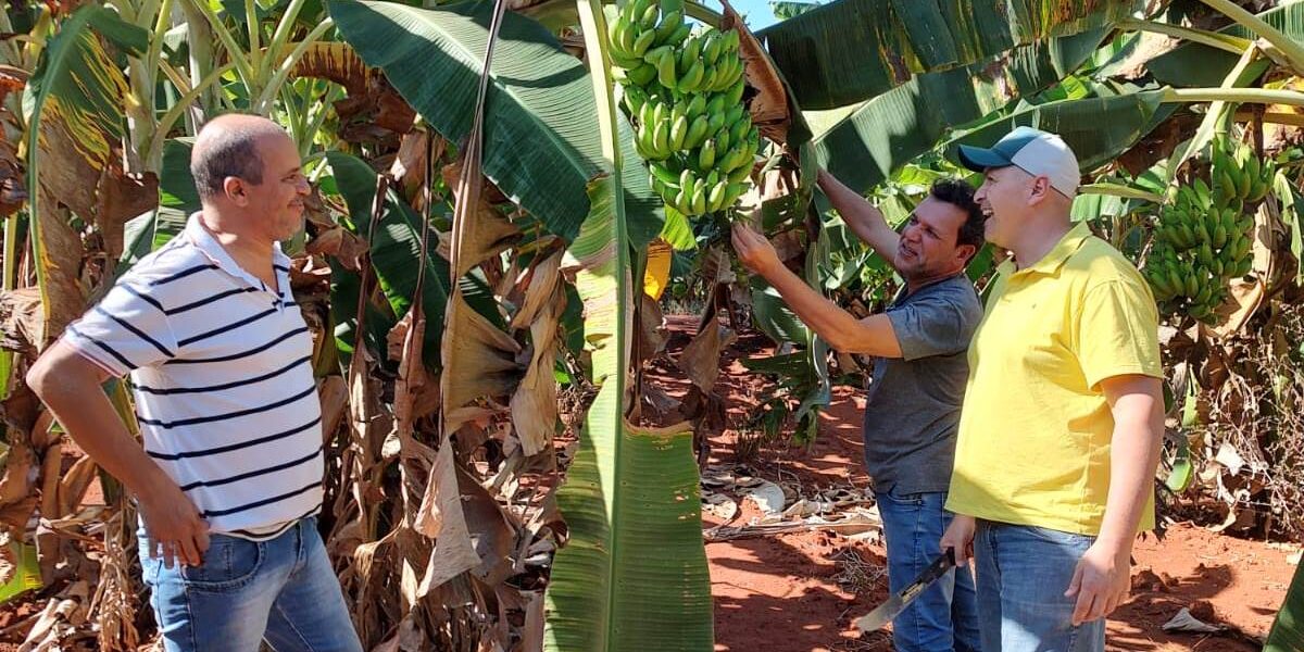 Agrodefesa realiza ações preventivas para a bananicultura goiana