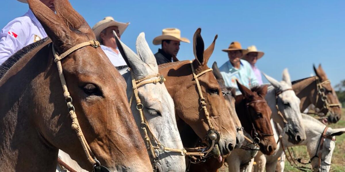 Funcionalidades e vantagens do Passaporte Equestre são apresentadas na 16ª edição do Encontro Nacional de Muladeiros