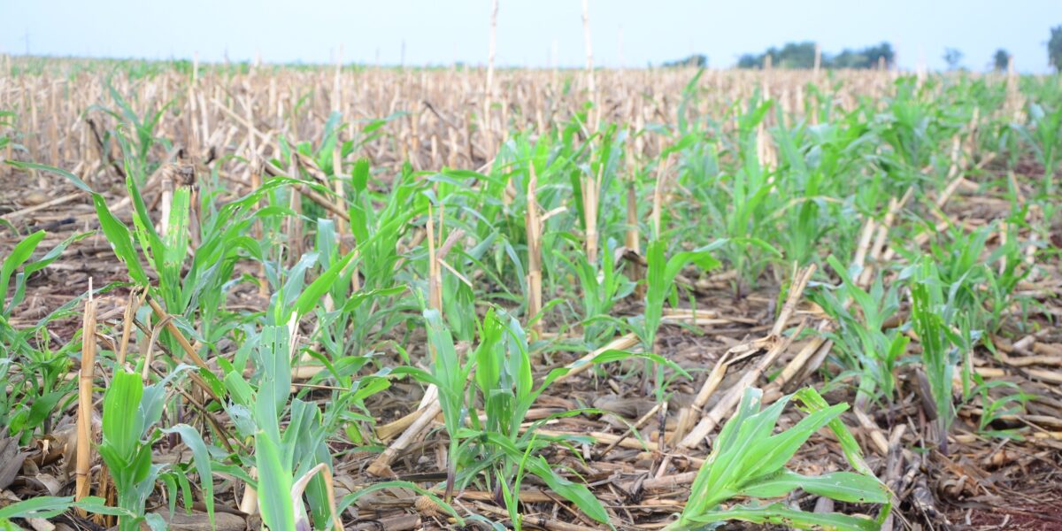 Agrodefesa alerta produtores para prevenção e controle da cigarrinha do milho no período da safrinha