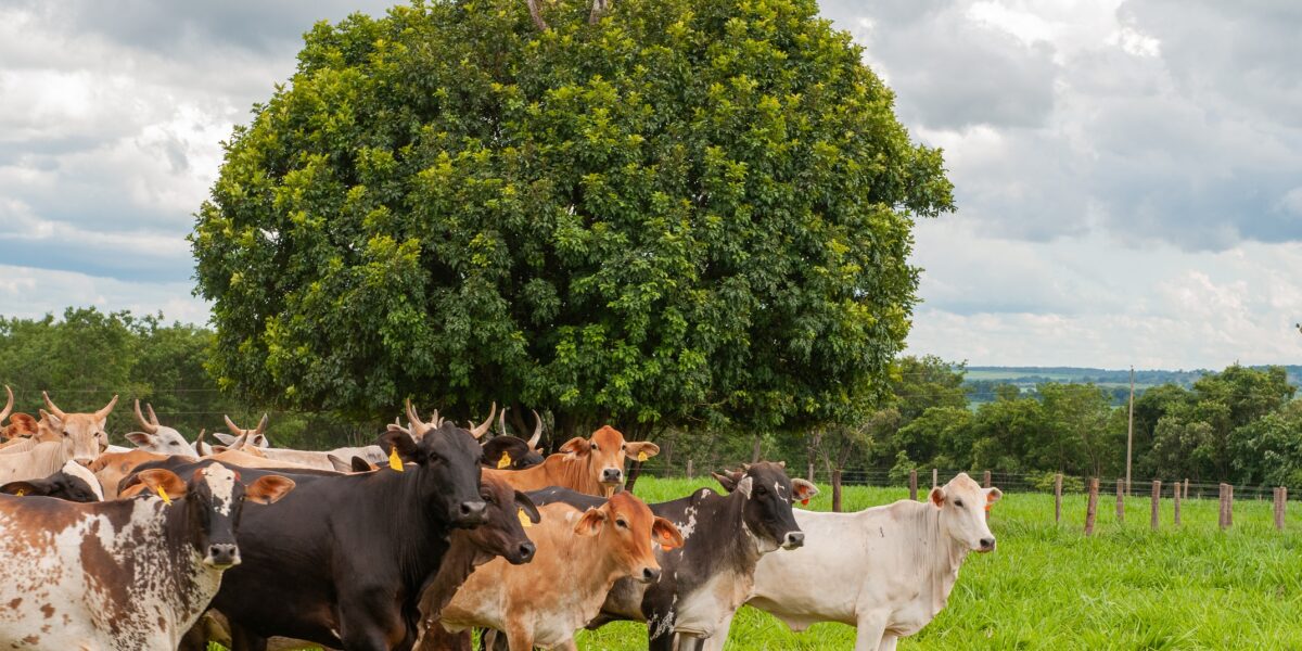 Goiás busca avançar na identificação e no combate à brucelose e à tuberculose bovina