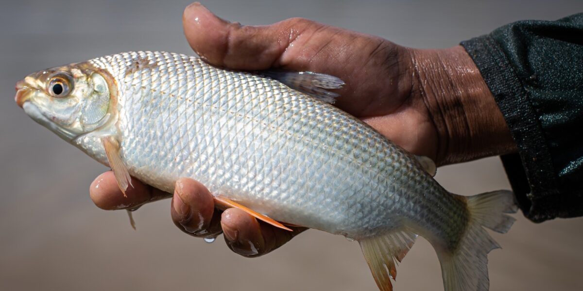 Semana Santa: Agrodefesa orienta consumidores sobre o que avaliar na hora de comprar pescados