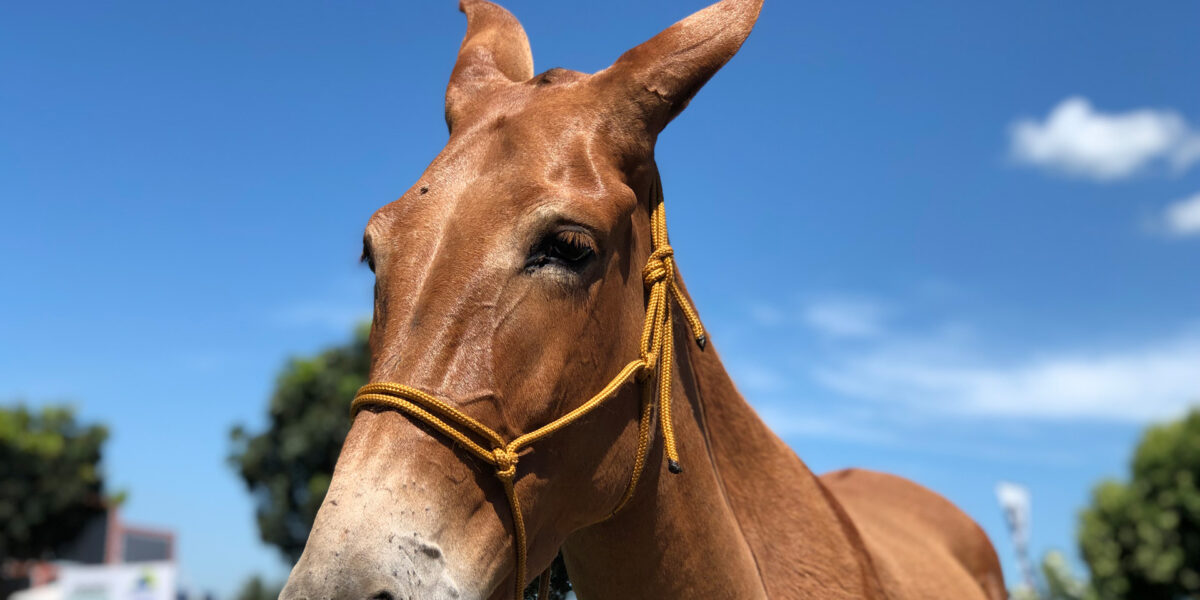 Agrodefesa divulga Passaporte Equestre durante Encontro de Comitivas, em Goiânia