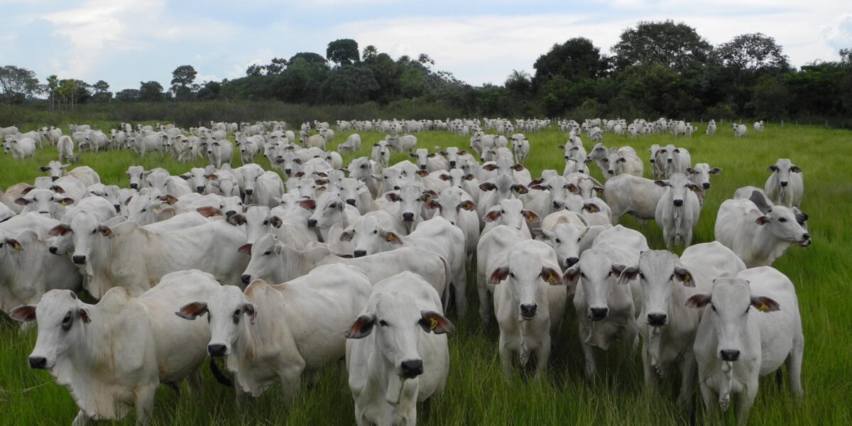 Agrodefesa e CRMV/GO realizam Workshop para médicos veterinários de Goiás atuarem na redução de incidência e prevalência de Brucelose e Tuberculose