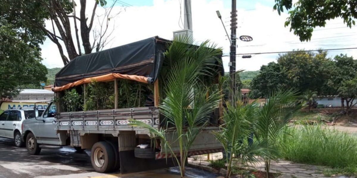 Agrodefesa esclarece a importância de coibir o comércio ambulante de mudas e plantas ornamentais