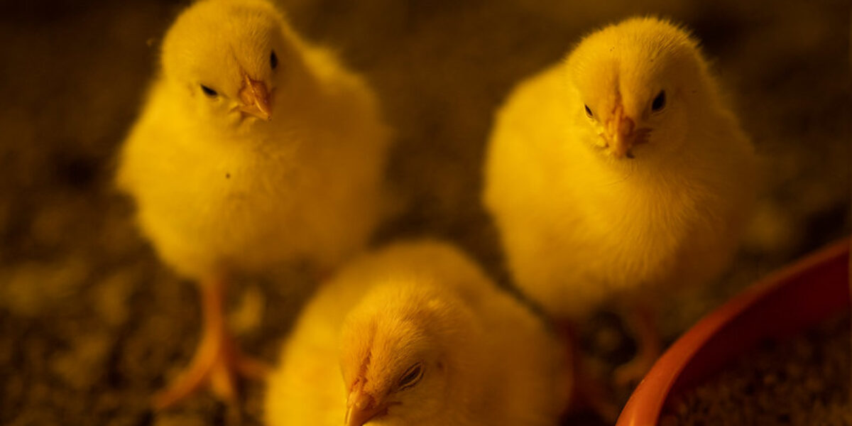 Goiás exporta material genético avícola devido ao destaque do trabalho de sanidade animal da Agrodefesa