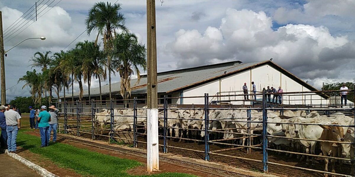 Workshop esclarece questões legais e sanitárias aplicadas aos leilões de bovinos em Goiás