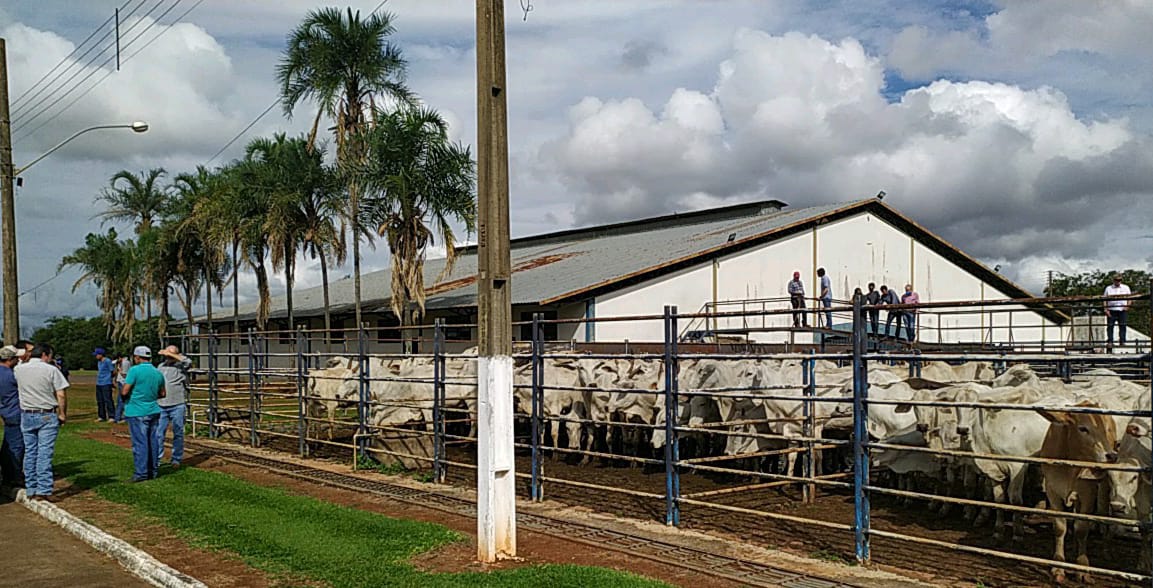 Workshop esclarece questões legais e sanitárias aplicadas aos leilões de bovinos em Goiás