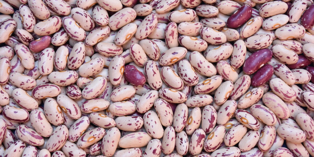 Prazo de semeadura para a cultura do feijoeiro termina em 30 de junho, em 57 municípios goianos