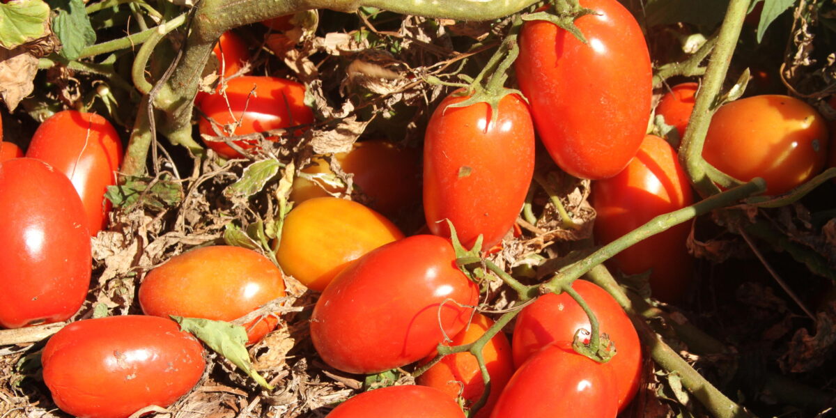Transplantio de tomate deve ser feito até 30 de junho, alerta Agrodefesa