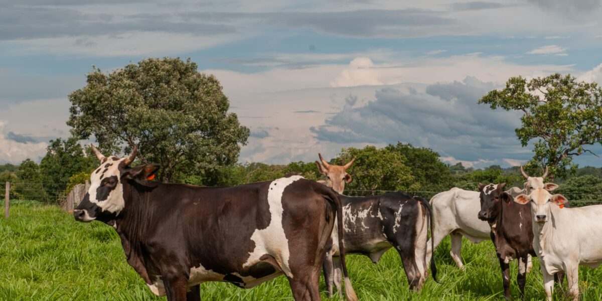 Vacinação contra raiva de herbívoros termina no próximo sábado (15/06), em Goiás