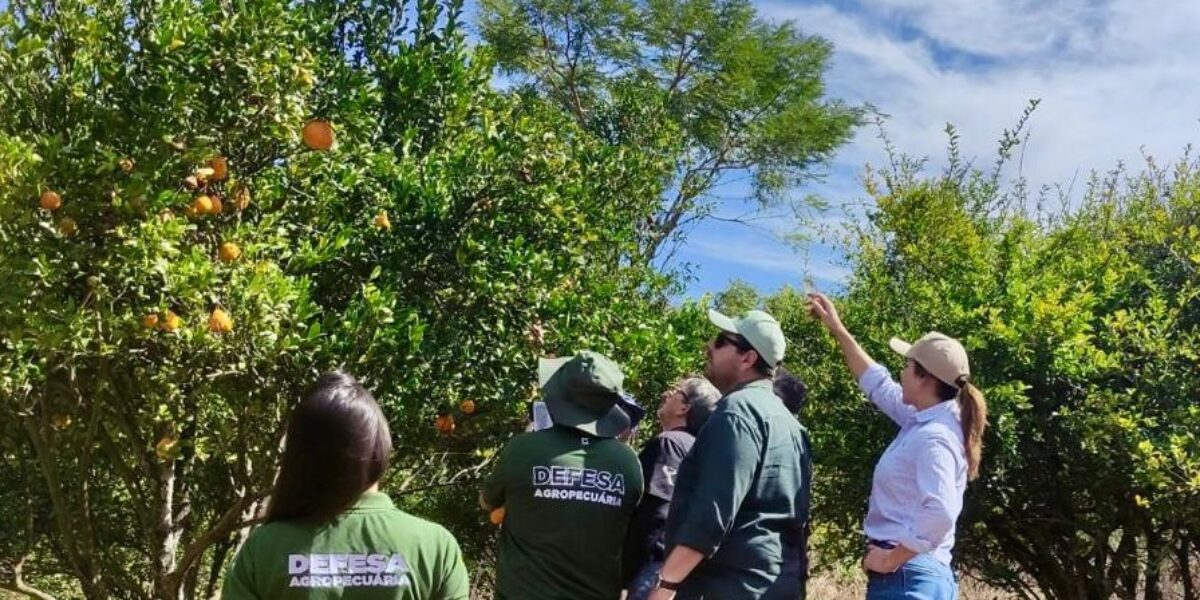 Agrodefesa realiza visita técnica em propriedade afetada pelo HLB, em Campo Limpo de Goiás