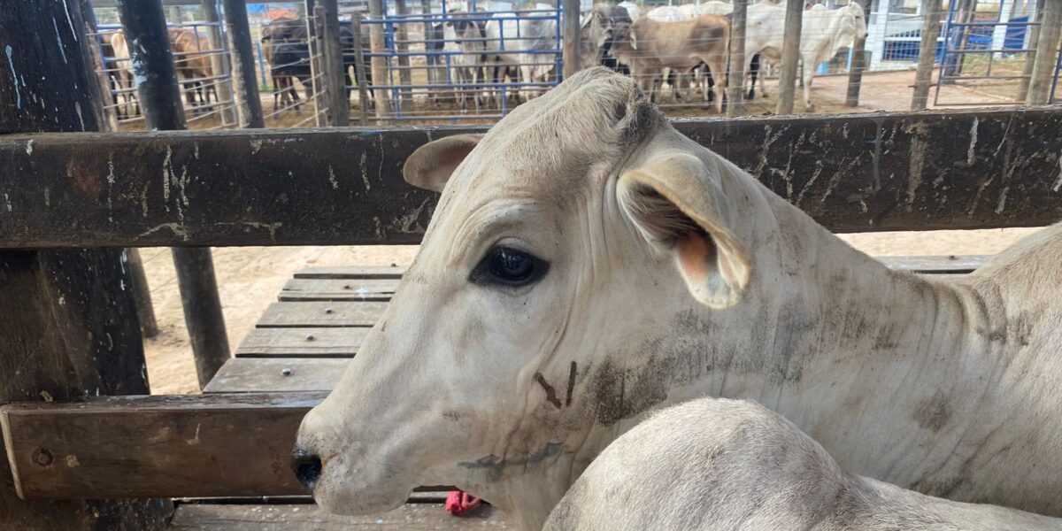 Agrodefesa amplia até novembro o prazo de vacinação contra brucelose em Goiás