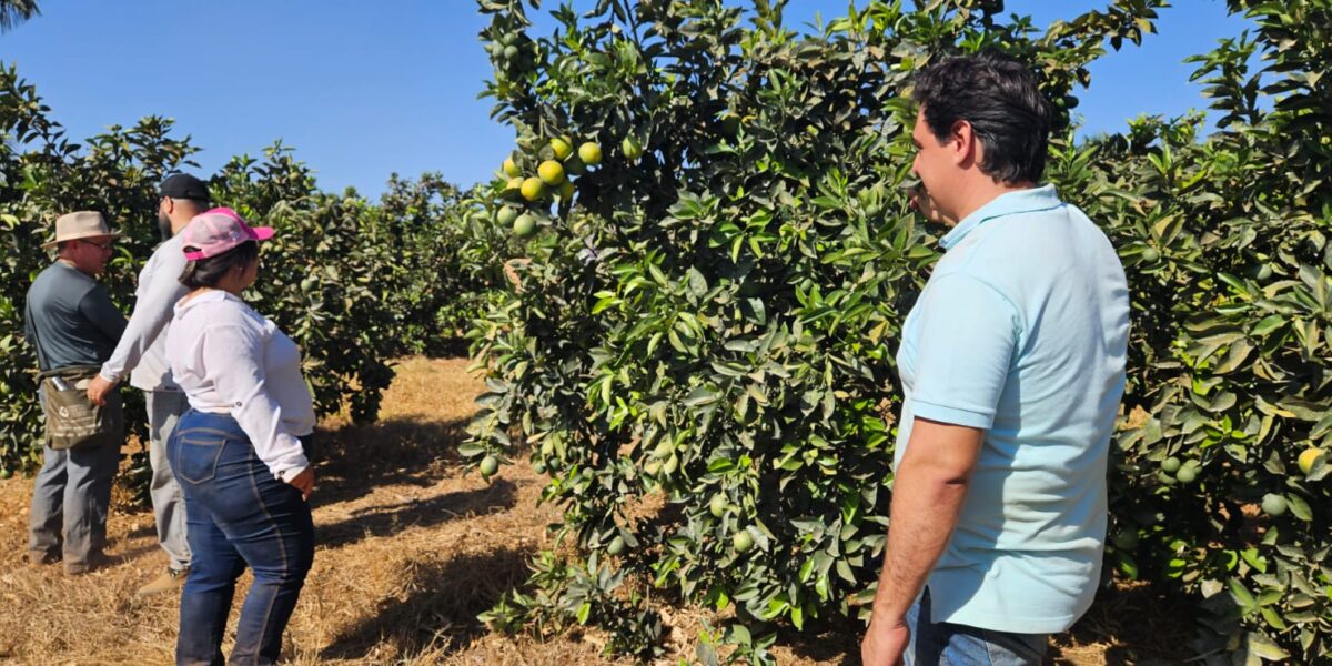 Agrodefesa apresenta resultados de ações de controle e erradicação do HLB em Goiás