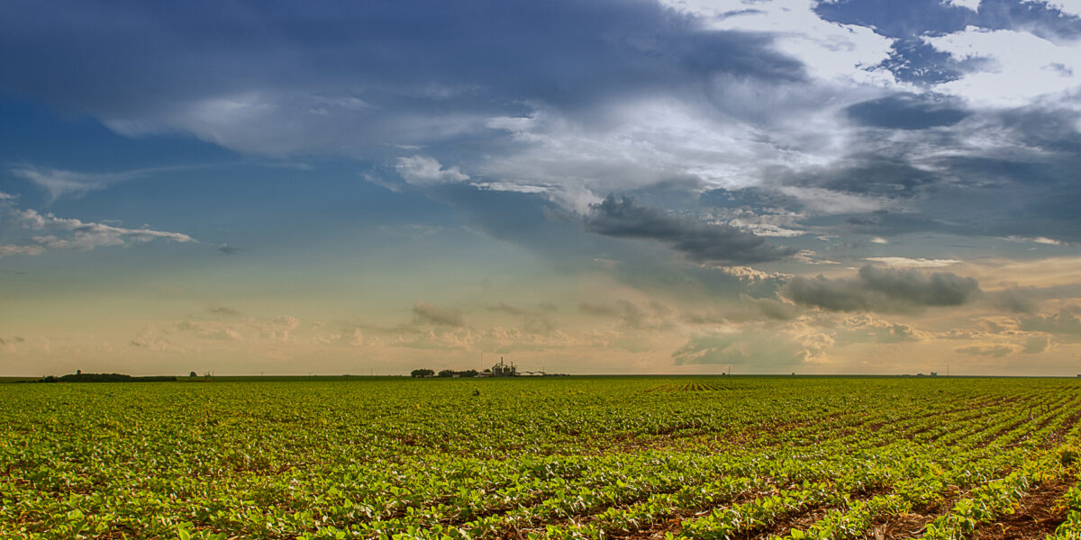 Agrodefesa orienta produtores de soja sobre a necessidade de cadastrar suas lavouras em Goiás