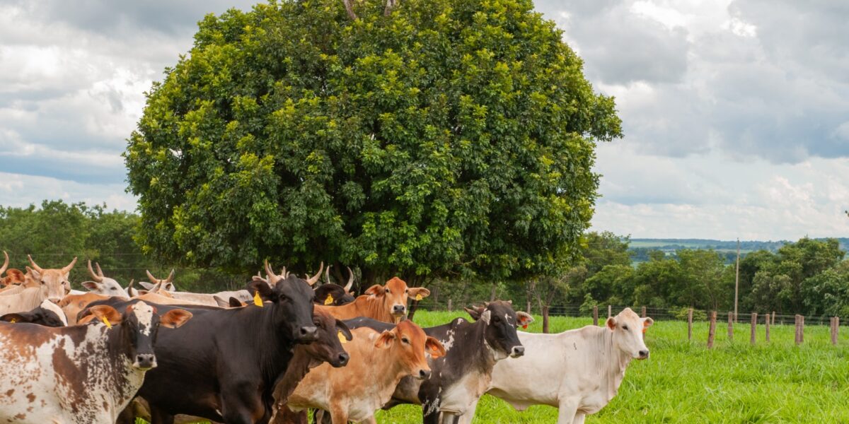 Prazo para efetuar a declaração de rebanho começa na próxima sexta-feira (01/11), em Goiás