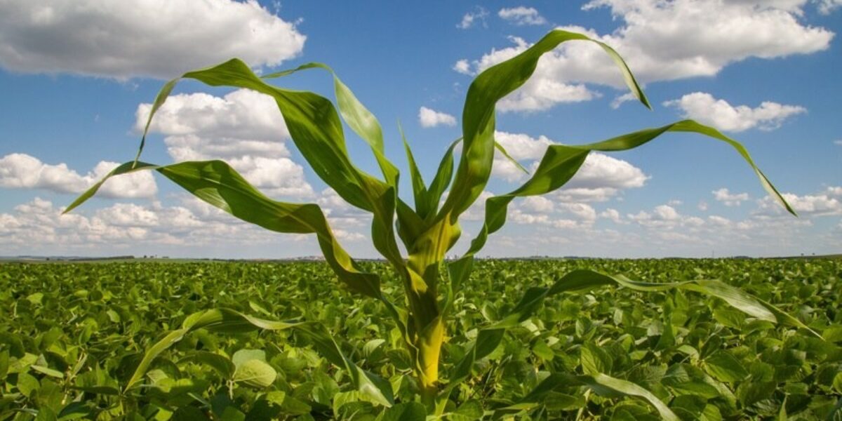 Agrodefesa alerta os agricultores goianos sobre a importância da destruição do milho tiguera