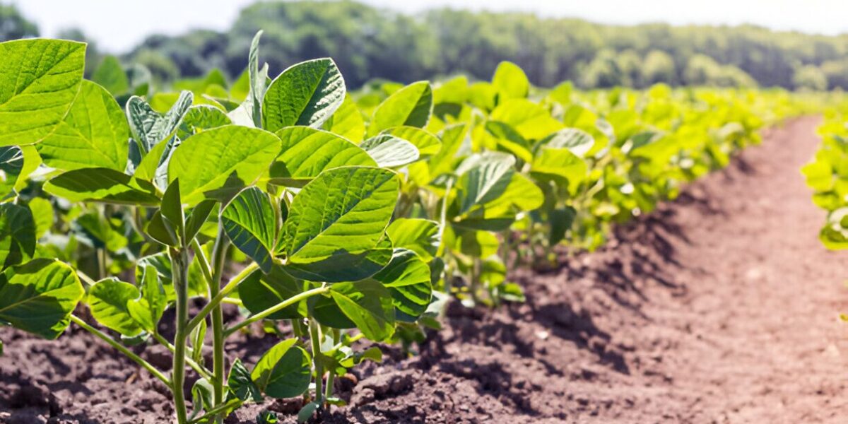 Agrodefesa informa aos produtores de feijão-comum o início da semeadura em Goiás nesta segunda-feira