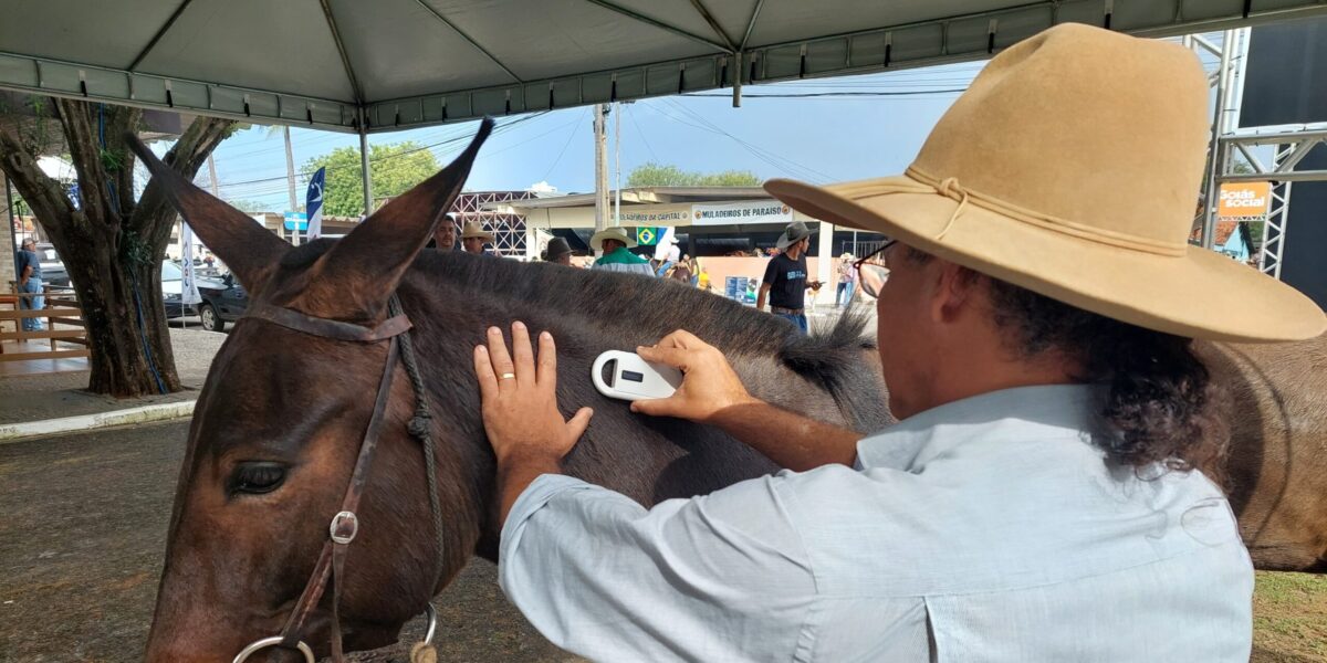 Passaporte Equestre da Agrodefesa pode passar a ser adotado em todo o País