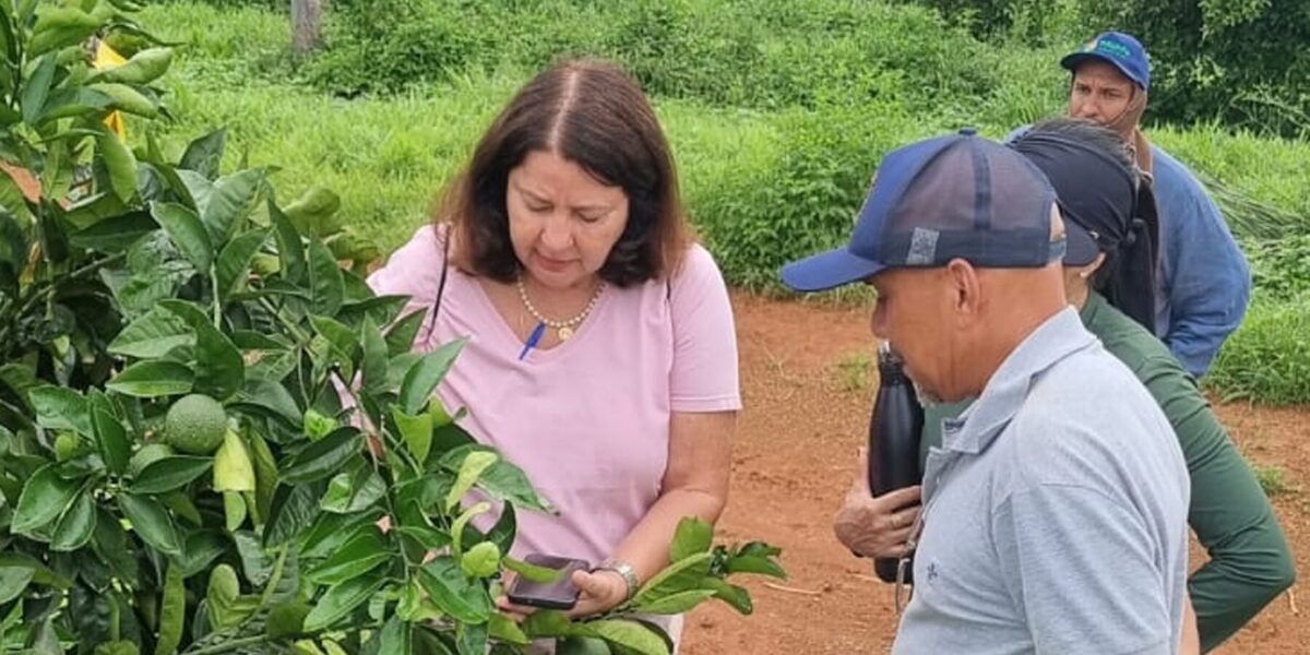 Agrodefesa realiza levantamento fitossanitário anual de Cancro Cítrico e HLB em pomares e viveiros comerciais de Goiás