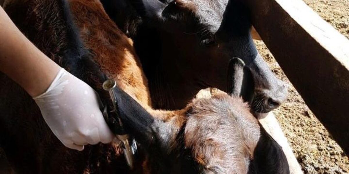 Prazo para vacinação contra a raiva de herbívoros termina no dia 15, em Goiás