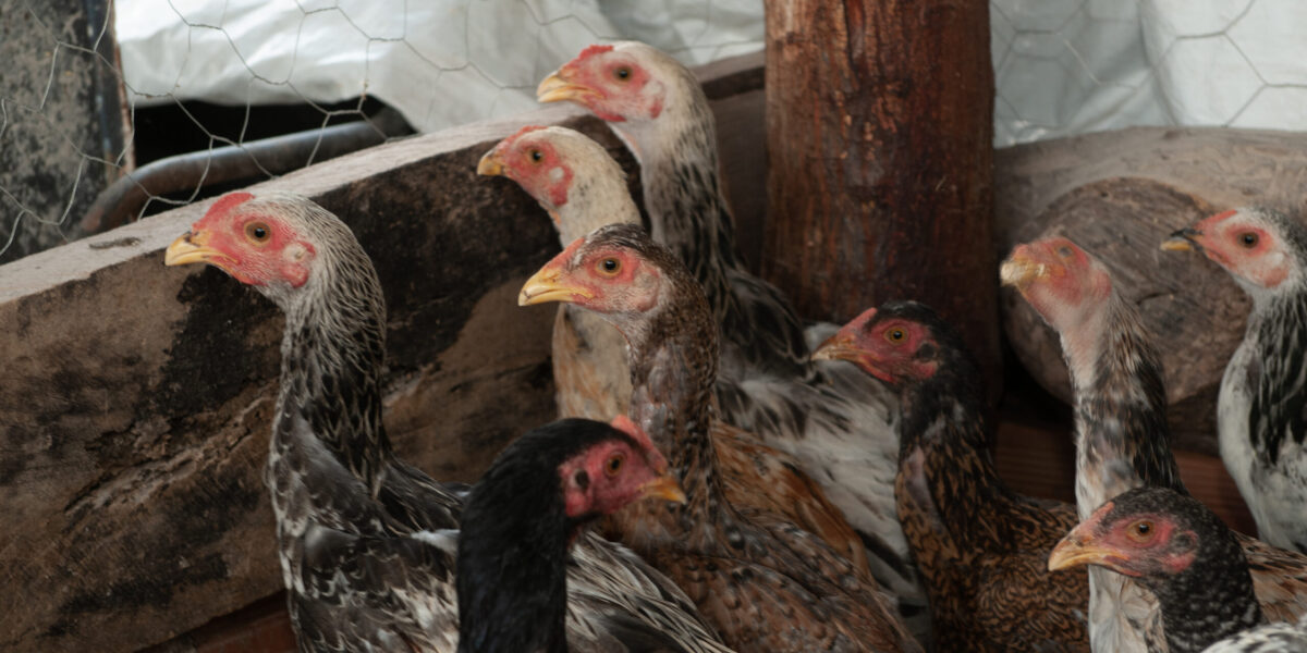 Agrodefesa alerta a população sobre sinais de gripe aviária em aves domésticas e selvagens