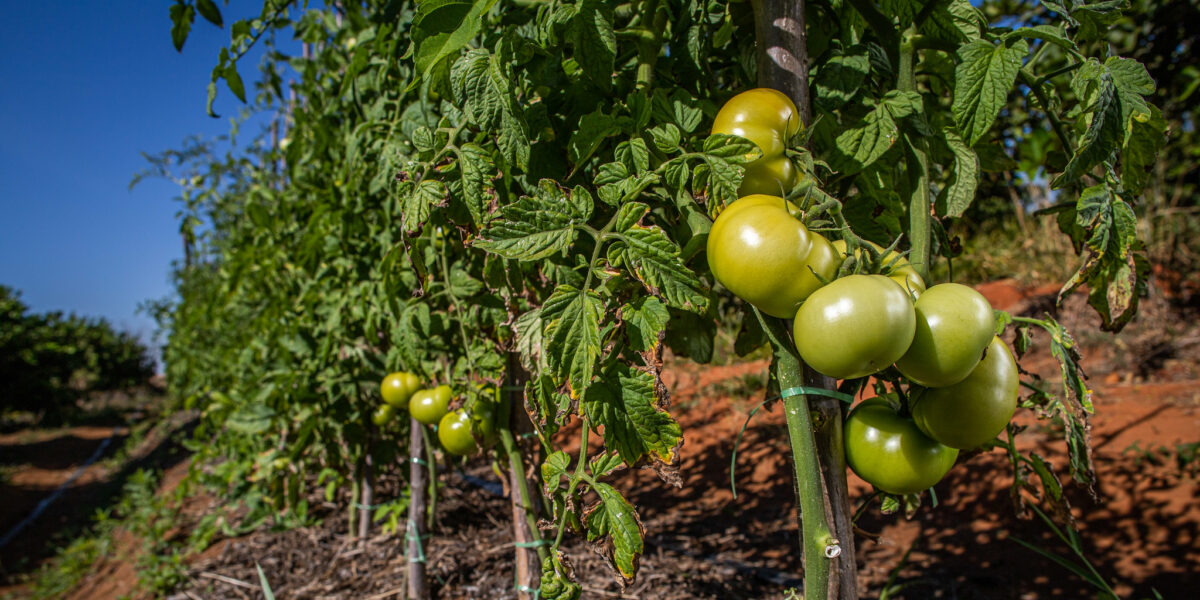 Agrodefesa orienta sobre o transplantio de mudas de tomate, em Goiás