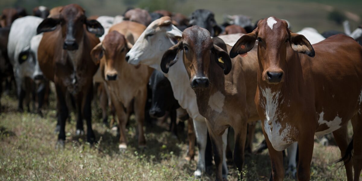 Vacinação contra a raiva em bovinos e bubalinos atinge 99% dos animais, nos 119 municípios goianos obrigatórios